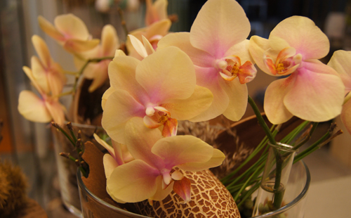 Orchidee7