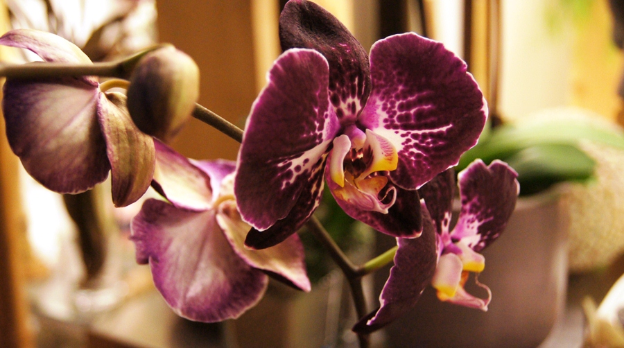 orchidee